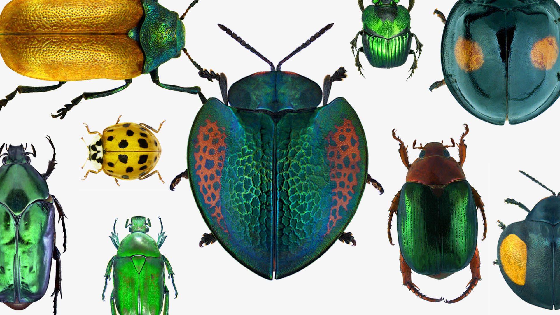 Beetles over a white background